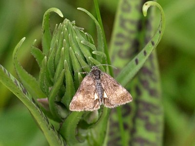 Dwerghuismoeder, Panemeria tenebrata.JPG